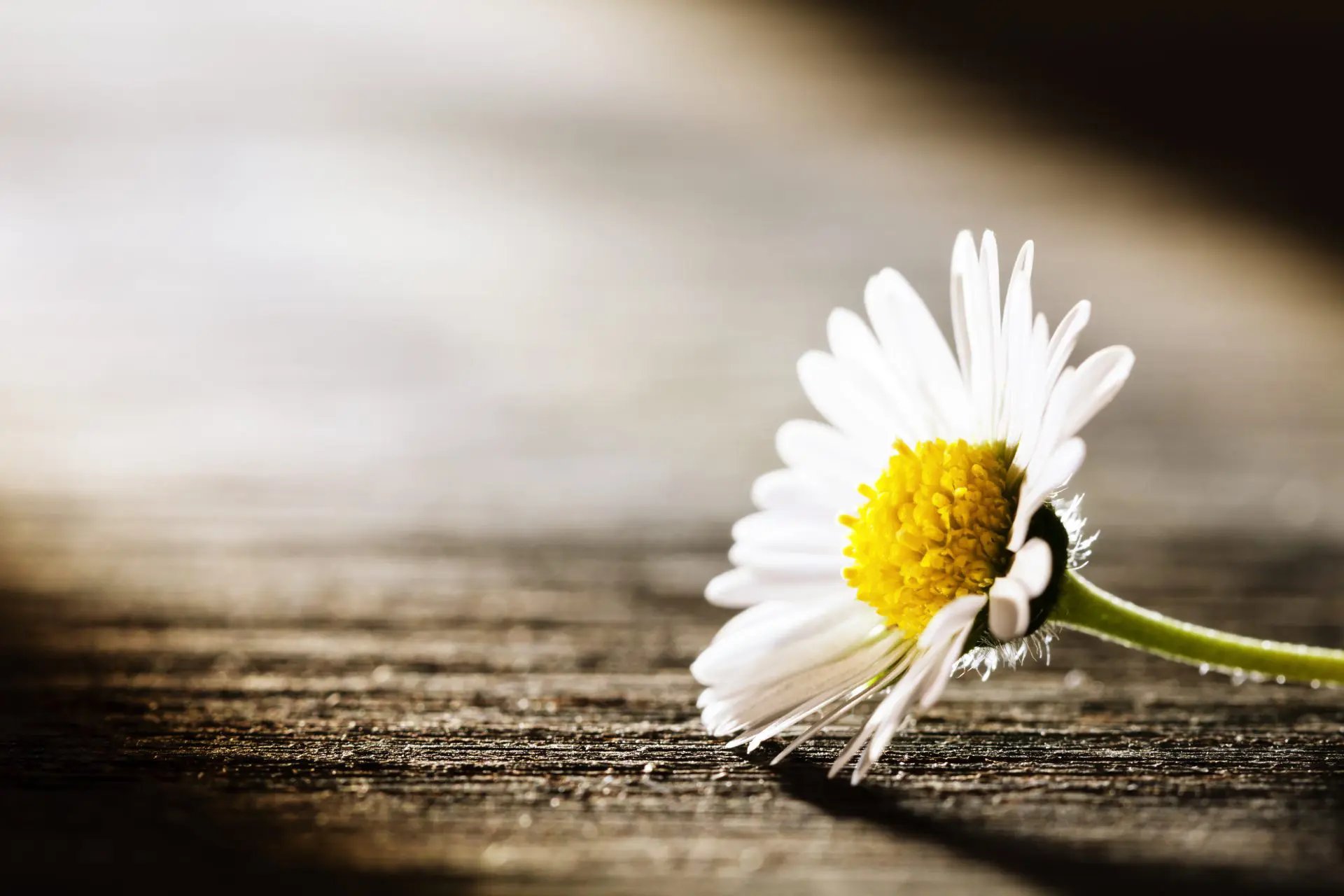 grief and loss altius group